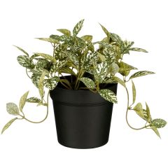 Kunstplant Curone fittonia groen